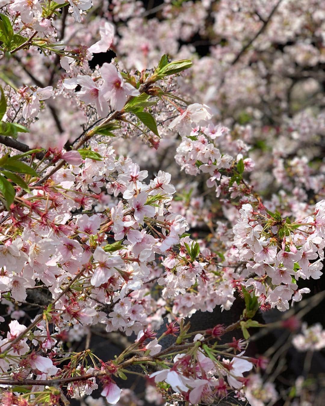 畑中奈緒美さんのインスタグラム写真 - (畑中奈緒美Instagram)「・ 🌸🇯🇵✨ ・ #cherryblossom  #japan #tokyo #spring  #ひとりさんぽ」4月7日 16時46分 - hatanaka_naomi