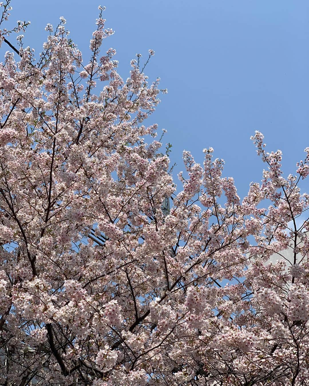 畑中奈緒美さんのインスタグラム写真 - (畑中奈緒美Instagram)「・ 🌸🇯🇵✨ ・ #cherryblossom  #japan #tokyo #spring  #ひとりさんぽ」4月7日 16時46分 - hatanaka_naomi