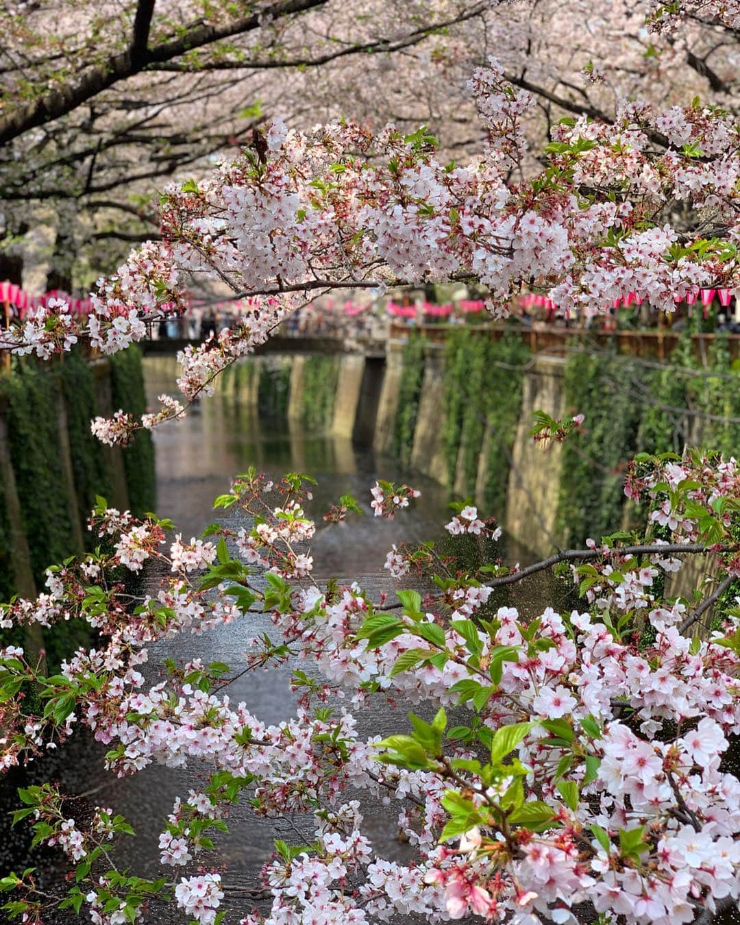 畑中奈緒美さんのインスタグラム写真 - (畑中奈緒美Instagram)「・ 🌸🇯🇵✨ ・ #cherryblossom  #japan #tokyo #spring  #ひとりさんぽ」4月7日 16時46分 - hatanaka_naomi
