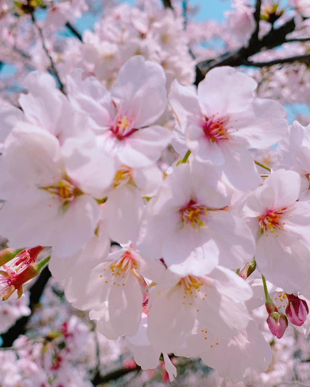 北川悠仁さんのインスタグラム写真 - (北川悠仁Instagram)「#平成最後の #桜 #満開 #日本って #素晴らしい」4月7日 16時51分 - yujin_kitagawa