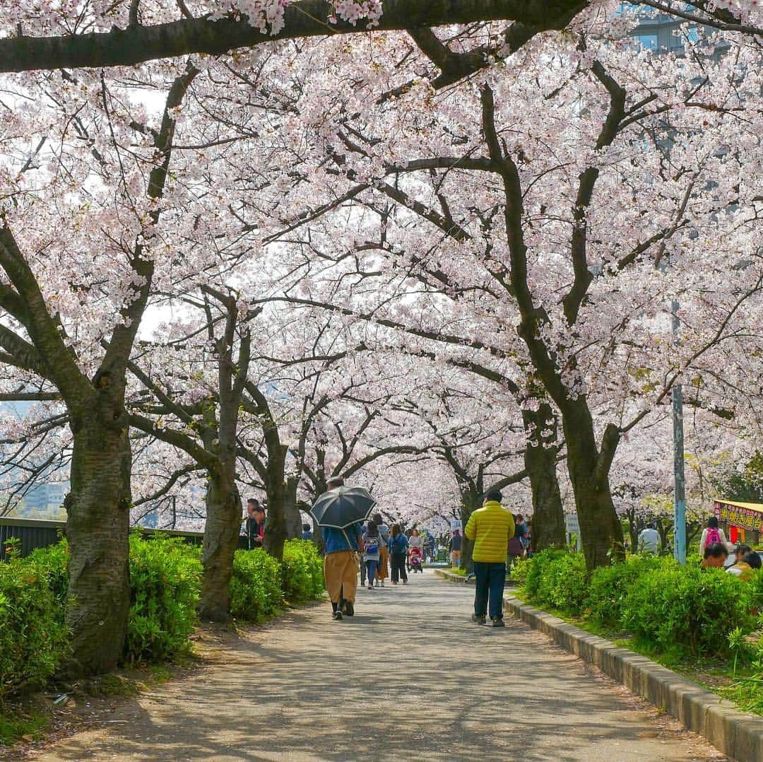 りんご娘さんのインスタグラム写真 - (りんご娘Instagram)「‪大阪の桜も満開でした!! ツアーを通じて各地の桜に出会うと、弘前の桜が待ち遠しくなりますね🌸また大阪や関西に来れるように頑張りますので、皆さん待っててくださいね〜!!‬ #毛馬桜之宮公園 #101回目の桜 #RINGOMUSUME #りんご娘」4月7日 16時54分 - _ringo.musume.com_