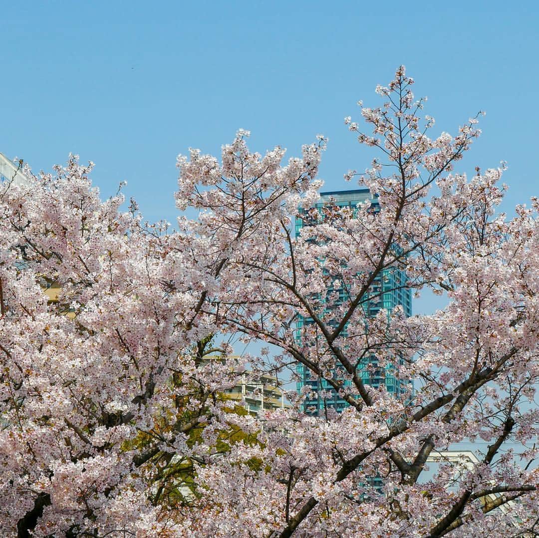 りんご娘さんのインスタグラム写真 - (りんご娘Instagram)「‪大阪の桜も満開でした!! ツアーを通じて各地の桜に出会うと、弘前の桜が待ち遠しくなりますね🌸また大阪や関西に来れるように頑張りますので、皆さん待っててくださいね〜!!‬ #毛馬桜之宮公園 #101回目の桜 #RINGOMUSUME #りんご娘」4月7日 16時54分 - _ringo.musume.com_