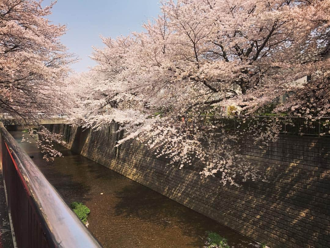 氷浦紫さんのインスタグラム写真 - (氷浦紫Instagram)「#桜って撮っちゃうんだよなぁ #桜#桜ひらひら#さくら#サクラ#春の花#東京#tokyo#InstagramJapan#Cherrytree#Cherryblossom#Spring#flowers #ピンク#ソメイヨシノ#染井吉野#イアラ#イアラモデルエージェンシー #iara#iaramodelagency #満開」4月7日 17時04分 - yukalihiula