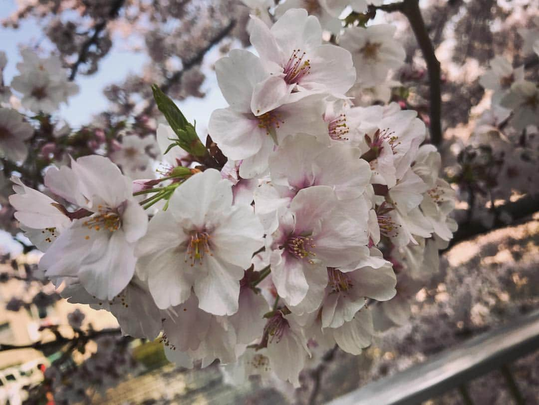 氷浦紫さんのインスタグラム写真 - (氷浦紫Instagram)「#桜って撮っちゃうんだよなぁ #桜#桜ひらひら#さくら#サクラ#春の花#東京#tokyo#InstagramJapan#Cherrytree#Cherryblossom#Spring#flowers #ピンク#ソメイヨシノ#染井吉野#イアラ#イアラモデルエージェンシー #iara#iaramodelagency #満開」4月7日 17時04分 - yukalihiula