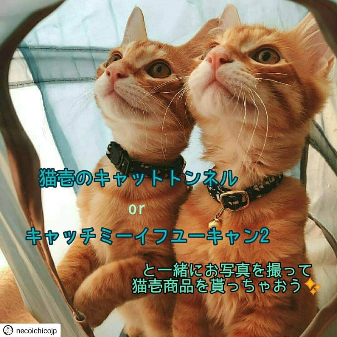 猫壱（ねこいち•ネコイチ）さんのインスタグラム写真 - (猫壱（ねこいち•ネコイチ）Instagram)「【Instagramに投稿して猫壱商品を貰っちゃおう3月✨応募要項】 まだまだご応募いただきたいので再ポストです♪ ▫ 今日から新年度♪ みなさん、頑張りましょう✨ ▫ 今月は#猫壱 から販売中のおもちゃと一緒に写ったお写真がキャンペーンの対象です♪ ▫ ▫ ●対象商品 ・ ①# キャットトンネル (木目調・ピンク・ブルー) ・ ②#キャッチミーイフユーキャン ・ ●対象期間 4月１日~4月30日 ▫ ▫ ●表彰者 金、銀、銅、動画賞 2名 ▫ ▫ 受賞者の皆さんにはお好きな猫壱商品をプレゼント✨🎁✨ ▫ ▫ ＊＊★応募要項★＊＊ ▫ ▫ Step1 猫壱各種商品と一緒の写真・動画を撮りましょう📷✨ ▫ ▫ Step2 猫壱Instagramアカウントをフォロー♥ ▫ ▫ Step3【#猫壱キャンペーン 】・【#猫壱 】 ・【対象商品一覧のハッシュタグを元に商品名 】のハッシュタグをつけてお写真を投稿♪ ▫ ▫ ▼ご注意▼ ①【 猫壱商品 】だと明確にわかる動画・写真をお撮りください。 猫壱商品以外の商品の写真や動画はキャンペーンにご参加頂けません。 ・ ②4月以前のお写真でも応募できますが、ポストしなおしてください。 ▫ ▫ ご投稿頂いた写真や動画の中で、素敵な物は猫壱がリポストして、皆様にご紹介します♪ ▫ ▫ たくさんのご応募お待ちしています😉 ▫ ▫ ▫ ▫ #ねこ #ネコ #猫好き #ねこらぶ #猫#ペット  #necoichi #cat #kitty  #kitten #pet#にゃんだふるらいふ #猫好きさんと繋がりたい #ねこすたぐらむ#写真募集 #猫壱キャンペーン概要」4月7日 17時05分 - necoichicojp