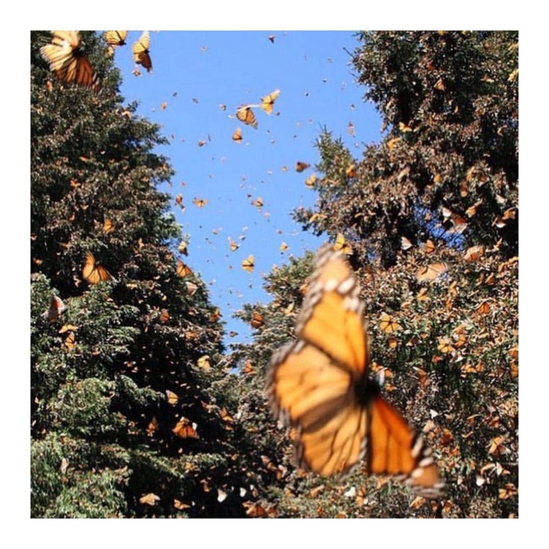 アリスマッコールさんのインスタグラム写真 - (アリスマッコールInstagram)「The butterfly effect • via @heaveeen • #aliceMcCALL」4月7日 17時11分 - alicemccallptyltd