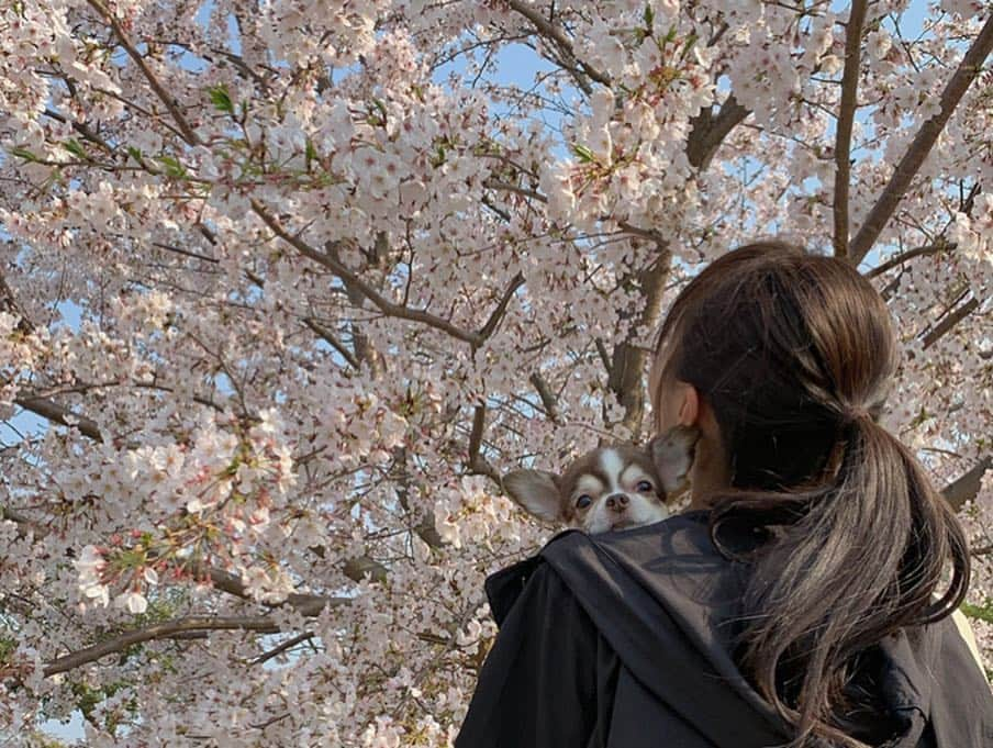 kotaro45さんのインスタグラム写真 - (kotaro45Instagram)「2019.4.7 sun . おさんぽ道が満開でした🌸 ポカポカ陽気で お花見日和だね〜♪ . . #コタさんぽ」4月7日 17時26分 - kotaro45