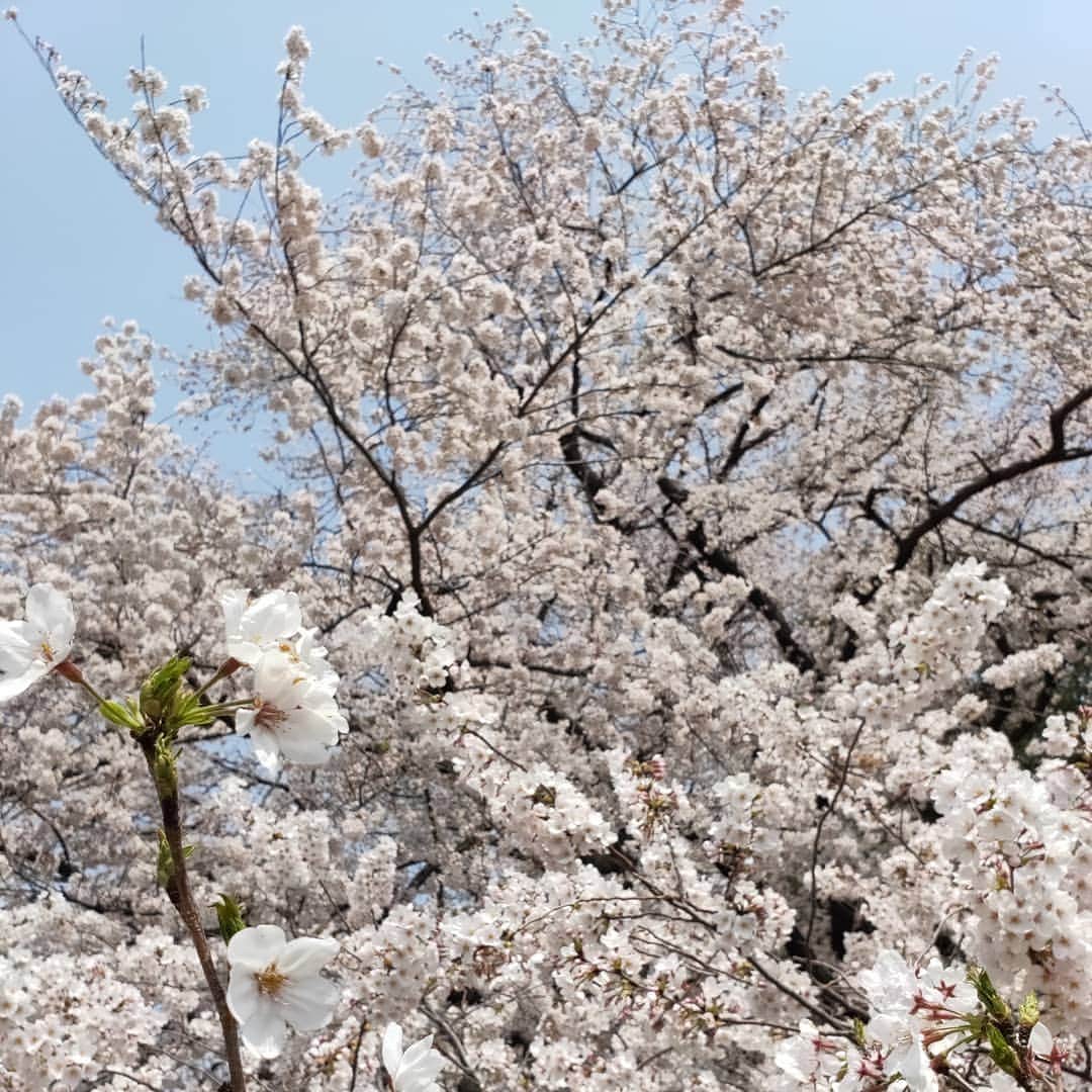 のインスタグラム：「お花見🌸  #桜吹雪#砧公園#ピクニック#チューリップ#いとこ#お姉ちゃん大好き#ぽかぽか暖かい#いいお天気」