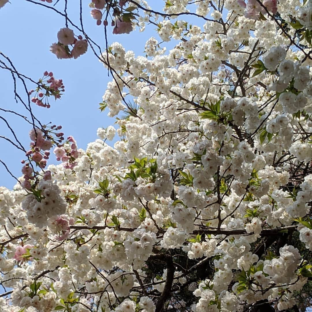 雨宮めるさんのインスタグラム写真 - (雨宮めるInstagram)「#2019spring #今年最後の #お花見 #新宿御苑 #公園散歩」4月7日 17時41分 - amamiya_melty