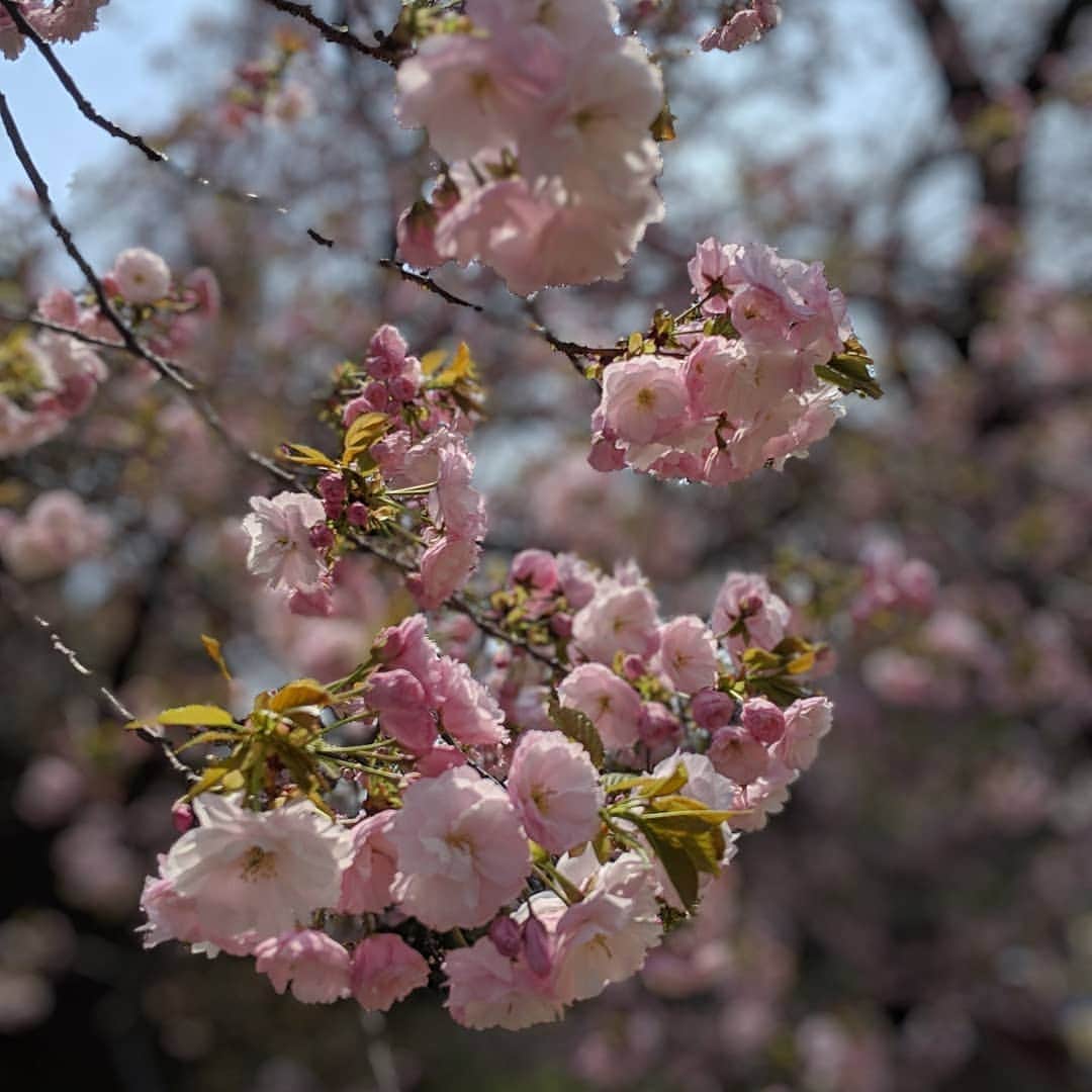 雨宮めるさんのインスタグラム写真 - (雨宮めるInstagram)「#2019spring #今年最後の #お花見 #新宿御苑 #公園散歩」4月7日 17時41分 - amamiya_melty