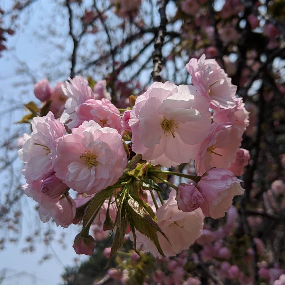 雨宮めるさんのインスタグラム写真 - (雨宮めるInstagram)「#2019spring #今年最後の #お花見 #新宿御苑 #公園散歩」4月7日 17時41分 - amamiya_melty