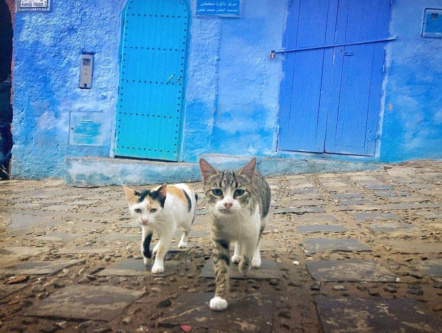 戸崎奈津さんのインスタグラム写真 - (戸崎奈津Instagram)「モロッコの猫ちゃん🐈😺💙 この迫ってくる子たち可愛かった✨ #Natsu_trip🌸 .  #モロッコ #シャウエン #シェフシャウエン #青い街 #猫 #ねこ #モロッコ旅行 #ネコ #旅フォト #Morocco #chefchaouen #chaouen #Bluecity #ilovemorocco #travel #moroccotravel #travelgram  #🇲🇦 #exotic #beautiful #worldtrip #cat #cute #catstagram #cats_of_world」4月7日 17時37分 - naa_tsu0827