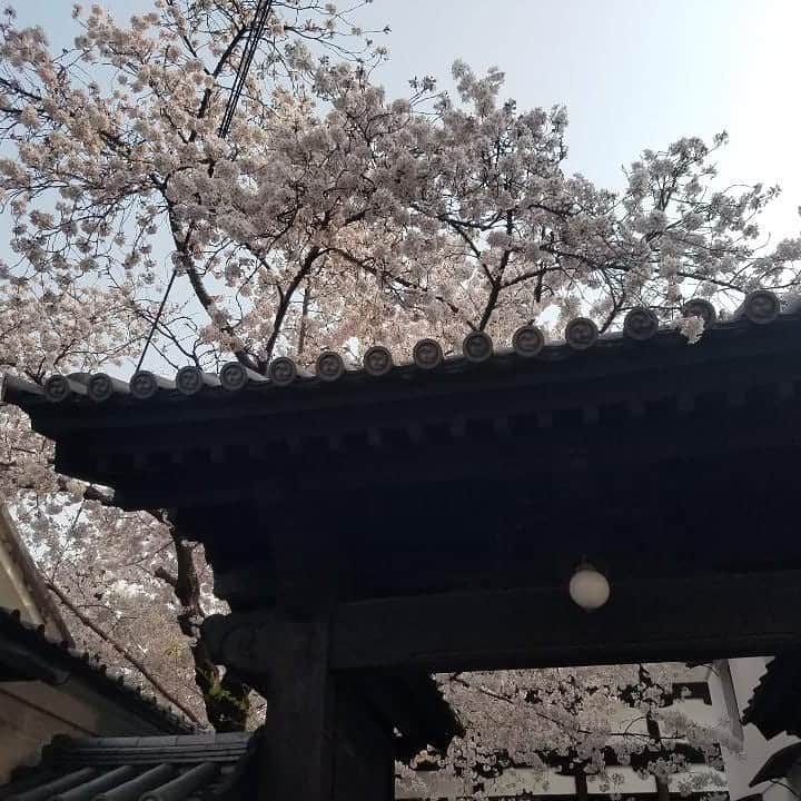 川原ちかよさんのインスタグラム写真 - (川原ちかよInstagram)「京都には﻿ 桜の名所とかじゃなくても﻿ 何気に歩いていると﻿ きれいな桜がある。﻿ ﻿ #京都の桜﻿ #仏光寺通り」4月7日 17時38分 - chikayo_baby