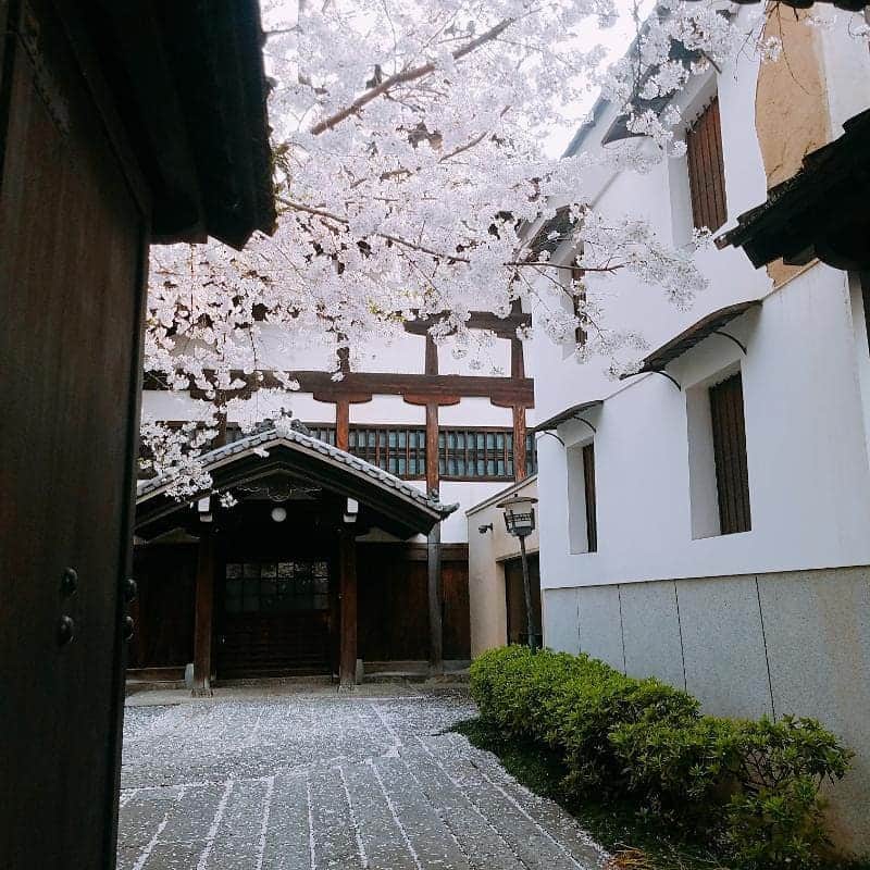川原ちかよさんのインスタグラム写真 - (川原ちかよInstagram)「京都には﻿ 桜の名所とかじゃなくても﻿ 何気に歩いていると﻿ きれいな桜がある。﻿ ﻿ #京都の桜﻿ #仏光寺通り」4月7日 17時38分 - chikayo_baby