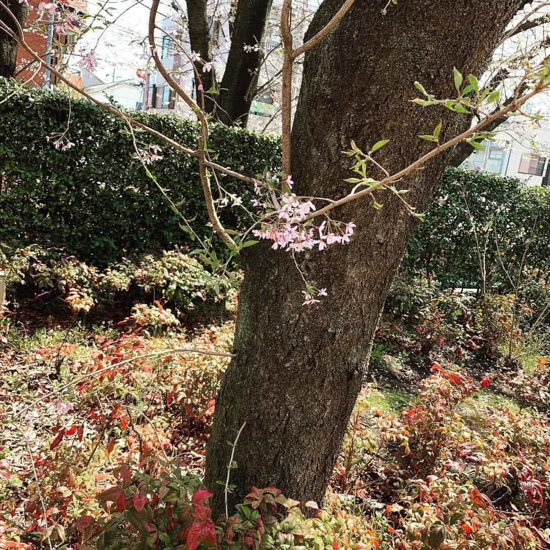 小森隼さんのインスタグラム写真 - (小森隼Instagram)「今年は 桜の季節が長い🌸」4月7日 17時38分 - hayatokomori_official