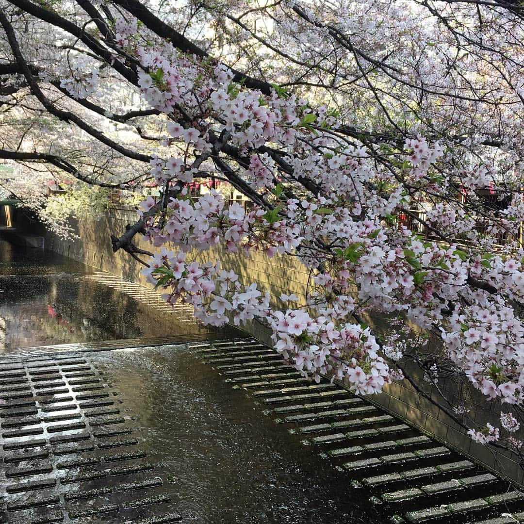 天明麻衣子さんのインスタグラム写真 - (天明麻衣子Instagram)「昨日今日と続けてお花見に行ってきました🌸 目黒川のは葉桜になりかけてたけど、緑の葉っぱとのコラボレーションも意外と悪くないかも。  今年は桜のタイミングが早かったから、寒い寒いと言っているうちにあやうく見逃すところでした(^_^;)それにしても、目黒川は人が多いなー！ #お花見#間に合った #セーフ #やや葉桜 #目黒川 #六本木#夜桜」4月7日 18時01分 - maiko_temmei