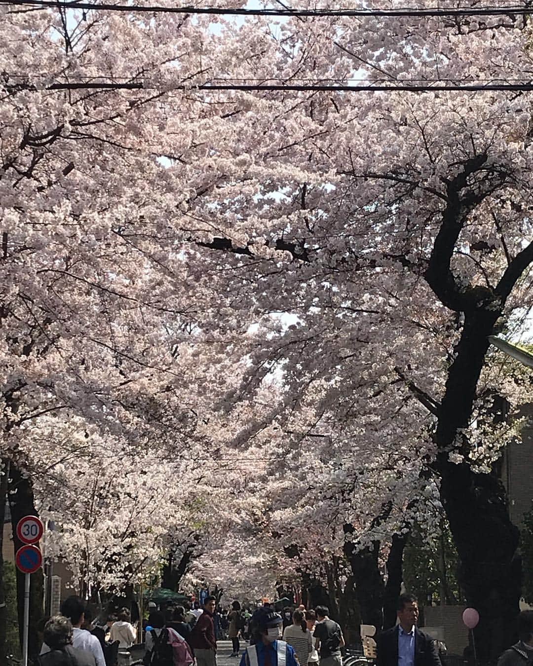 HARUKO（真木明子）さんのインスタグラム写真 - (HARUKO（真木明子）Instagram)「桜はいいねぇ❤️. . 風邪っぴきから🤧復活 . 健康って素晴らしい🥰. 食べ歩きお花見🌸. #sakura#桜#お花見#cherryblossom」4月7日 17時47分 - haruko227