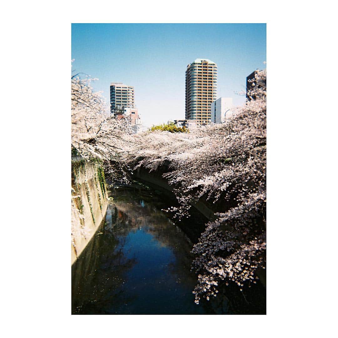 落合恭子さんのインスタグラム写真 - (落合恭子Instagram)「🌸 神田川 人も少なくて最高なんだよー #filmphotography #sakura #桜 #sunny」4月7日 17時58分 - kyokomarch5th