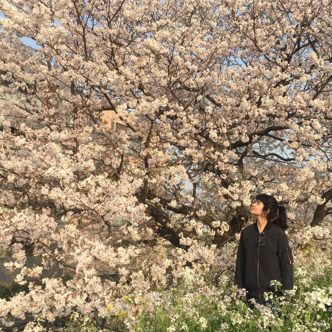 Julia Abe Brazilianさんのインスタグラム写真 - (Julia Abe BrazilianInstagram)「🌸」4月7日 17時54分 - juliasumire