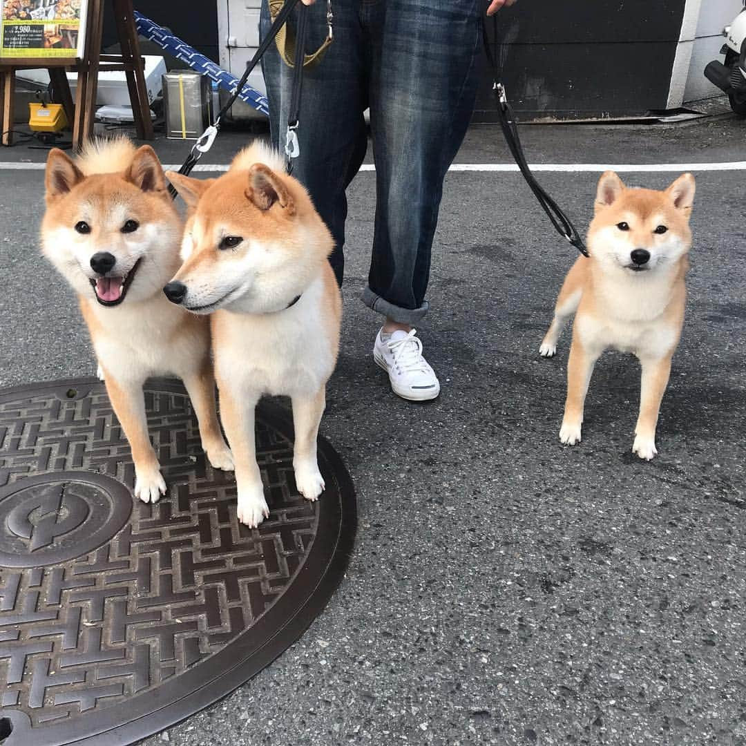 柴犬Mamesuke・Korosuke??大阪さんのインスタグラム写真 - (柴犬Mamesuke・Korosuke??大阪Instagram)「🐱🐻🌸 🐾----*----*----*----*🐾 久しぶりにロング散歩で靱公園に行ったら、 チョコタ君♡おーちゃん♡コマちゃん♡( @chocota0202 )に会ったよ〜🐕💓 みんな可愛かったなぁ💗 コマちゃんは初めて会ったけど、小さくて可愛かった〜😍✨ 🐾----*----*----*----*🐾 #MameKoro #豆コロ #West_dog_japan #豆柴 #柴犬 #赤柴 #豆介 #コロ介 #shibagram #shibastagram #shibainu #shiba #shibadog #🐕📷」4月7日 17時55分 - mame_suke_i