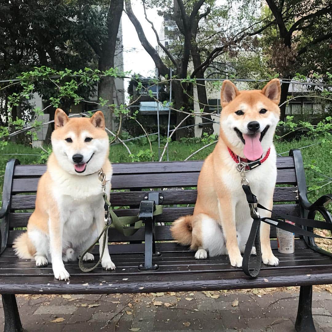柴犬Mamesuke・Korosuke??大阪さんのインスタグラム写真 - (柴犬Mamesuke・Korosuke??大阪Instagram)「🐱🐻🌸 🐾----*----*----*----*🐾 久しぶりにロング散歩で靱公園に行ったら、 チョコタ君♡おーちゃん♡コマちゃん♡( @chocota0202 )に会ったよ〜🐕💓 みんな可愛かったなぁ💗 コマちゃんは初めて会ったけど、小さくて可愛かった〜😍✨ 🐾----*----*----*----*🐾 #MameKoro #豆コロ #West_dog_japan #豆柴 #柴犬 #赤柴 #豆介 #コロ介 #shibagram #shibastagram #shibainu #shiba #shibadog #🐕📷」4月7日 17時55分 - mame_suke_i