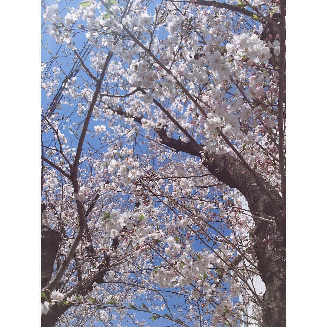 有明ゆなさんのインスタグラム写真 - (有明ゆなInstagram)「お散歩しながら一人お花見🌸 楽しい！！！ 綺麗すぎてやばみ！ . . . . #散歩 #さんぽ #散歩道 #おさんぽ #桜 #さくら #サクラ #花見 #お花見 #さくら🌸 #🌸 #晴れ #」4月7日 18時01分 - ariake_yuna