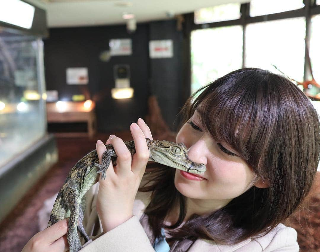 下田奈奈さんのインスタグラム写真 - (下田奈奈Instagram)「* 伊豆旅行②🚙💨 爬虫類・両生類の体験型動物園『izoo』へ🐢🐍🐞 ・ 体験型というだけあって、亀の抱っこや餌やり、蛇やワニ、とかげを抱っこできたりと想像以上に色々触れあえました🤣💕 ・ 亀が可愛くて癒されたなぁ〜🐢 特に、水の中をぷかぷか泳いでいる亀(すっぽん？)が同じ動きをずっと繰り返していて可愛かった💓 陸亀への餌やり体験では、思ったより亀が餌にがっついてきて亀が周りにたくさん集まってきて物凄い力で噛んでくるからびっくりした😂 ・ 普通の動物園と違って、みんなほとんど動かなくてずーっと固まっていて、動いたとしてものんびりゆっくりだから、見ていてとっても不思議な気分でした🐊✨笑 ・ あと、タランチュラやゴキブリなどの虫系の展示もあって、鳥肌立ちながらも普段じっくり見ないものだから貴重で面白かったな〜😱🕷 ・ ※最後の写真、ワニを鼻に入れているわけではありません。遠近法です🐊笑 ・ #伊豆旅行 #izoo #爬虫類 #両生類 #亀 #蛇 #ワニ #とかげ #亀の餌やり #蛇巻き #動物園 #体験型動物園izoo」4月7日 18時02分 - shimodanana