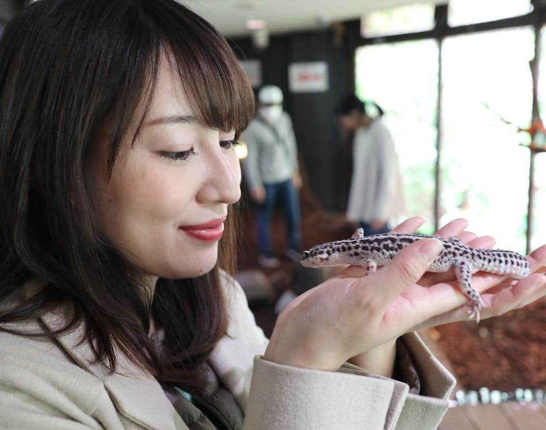 下田奈奈さんのインスタグラム写真 - (下田奈奈Instagram)「* 伊豆旅行②🚙💨 爬虫類・両生類の体験型動物園『izoo』へ🐢🐍🐞 ・ 体験型というだけあって、亀の抱っこや餌やり、蛇やワニ、とかげを抱っこできたりと想像以上に色々触れあえました🤣💕 ・ 亀が可愛くて癒されたなぁ〜🐢 特に、水の中をぷかぷか泳いでいる亀(すっぽん？)が同じ動きをずっと繰り返していて可愛かった💓 陸亀への餌やり体験では、思ったより亀が餌にがっついてきて亀が周りにたくさん集まってきて物凄い力で噛んでくるからびっくりした😂 ・ 普通の動物園と違って、みんなほとんど動かなくてずーっと固まっていて、動いたとしてものんびりゆっくりだから、見ていてとっても不思議な気分でした🐊✨笑 ・ あと、タランチュラやゴキブリなどの虫系の展示もあって、鳥肌立ちながらも普段じっくり見ないものだから貴重で面白かったな〜😱🕷 ・ ※最後の写真、ワニを鼻に入れているわけではありません。遠近法です🐊笑 ・ #伊豆旅行 #izoo #爬虫類 #両生類 #亀 #蛇 #ワニ #とかげ #亀の餌やり #蛇巻き #動物園 #体験型動物園izoo」4月7日 18時02分 - shimodanana