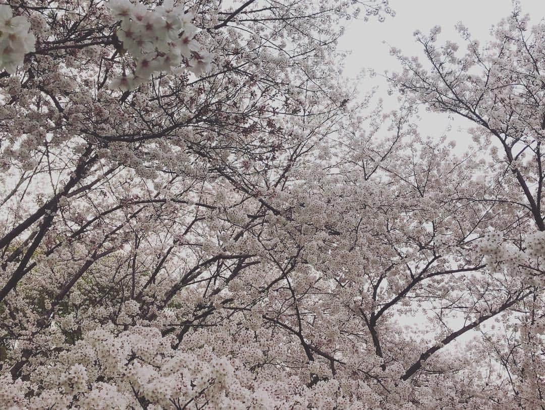 ティモシー・コレトさんのインスタグラム写真 - (ティモシー・コレトInstagram)「最初岡山お花見🌸最高だった 雪みたかった🌸🌷🎀💕💗💓💖💘💞💝 . #花見 #花見さとw」4月7日 18時03分 - timkoleto