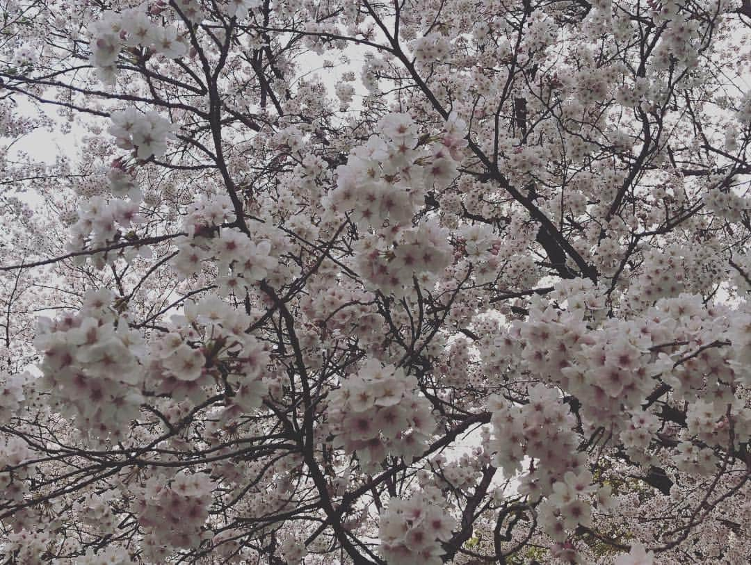 ティモシー・コレトさんのインスタグラム写真 - (ティモシー・コレトInstagram)「最初岡山お花見🌸最高だった 雪みたかった🌸🌷🎀💕💗💓💖💘💞💝 . #花見 #花見さとw」4月7日 18時03分 - timkoleto