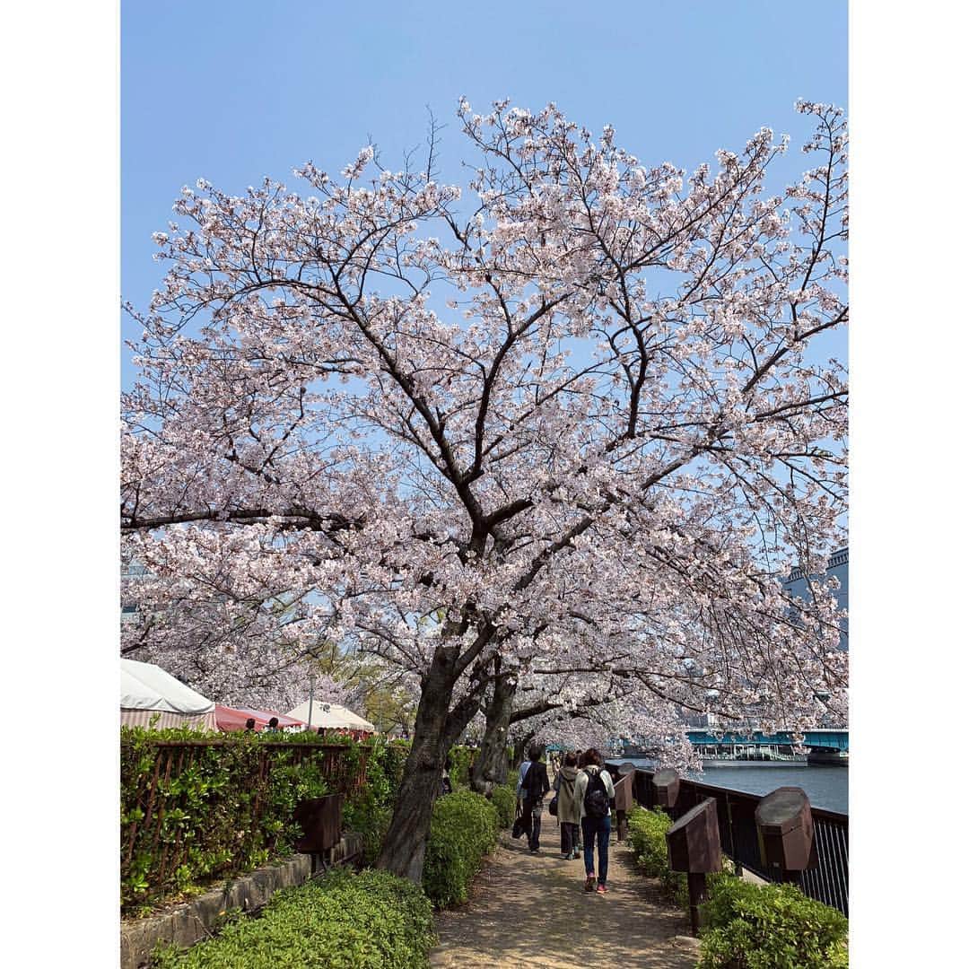 玉巻映美さんのインスタグラム写真 - (玉巻映美Instagram)「大川沿いの桜を見ながらお散歩🌸 今日は天気が良くて気持ちよかったです🙆‍♀️」4月7日 18時13分 - eimi_tamamaki