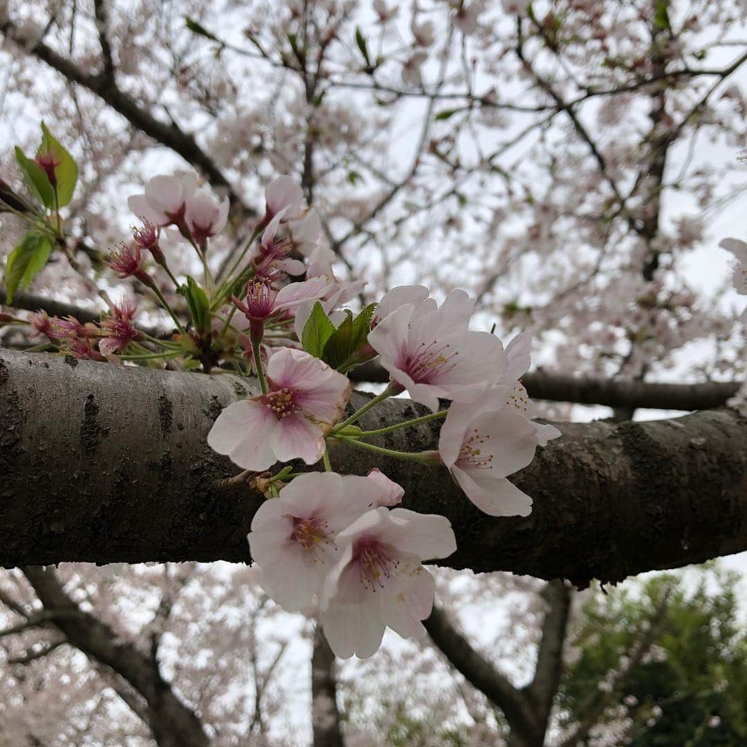 津野直哉さんのインスタグラム写真 - (津野直哉Instagram)「撮影がてら、写真撮ってきた。 すっかり春だ🌸 時間あったらミラーレスで写真撮りまくりてぇもんだ。」4月7日 18時25分 - naoya_b_g