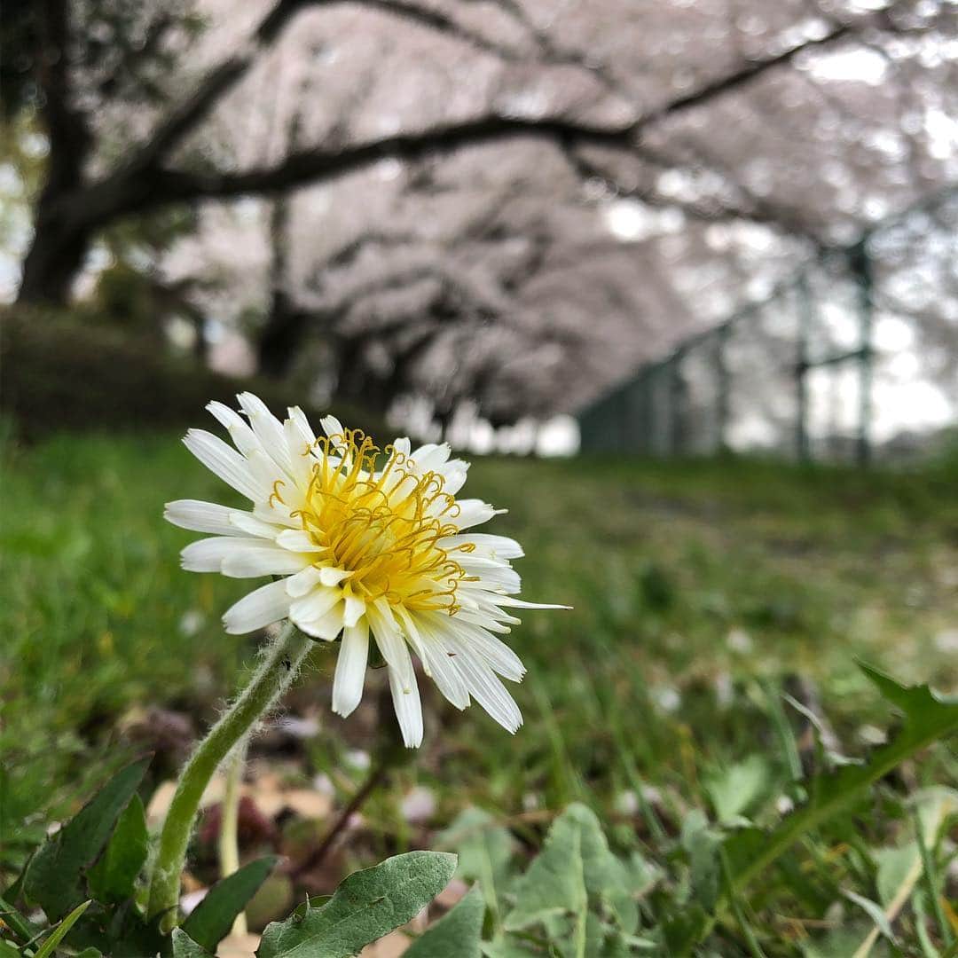 津野直哉さんのインスタグラム写真 - (津野直哉Instagram)「撮影がてら、写真撮ってきた。 すっかり春だ🌸 時間あったらミラーレスで写真撮りまくりてぇもんだ。」4月7日 18時25分 - naoya_b_g