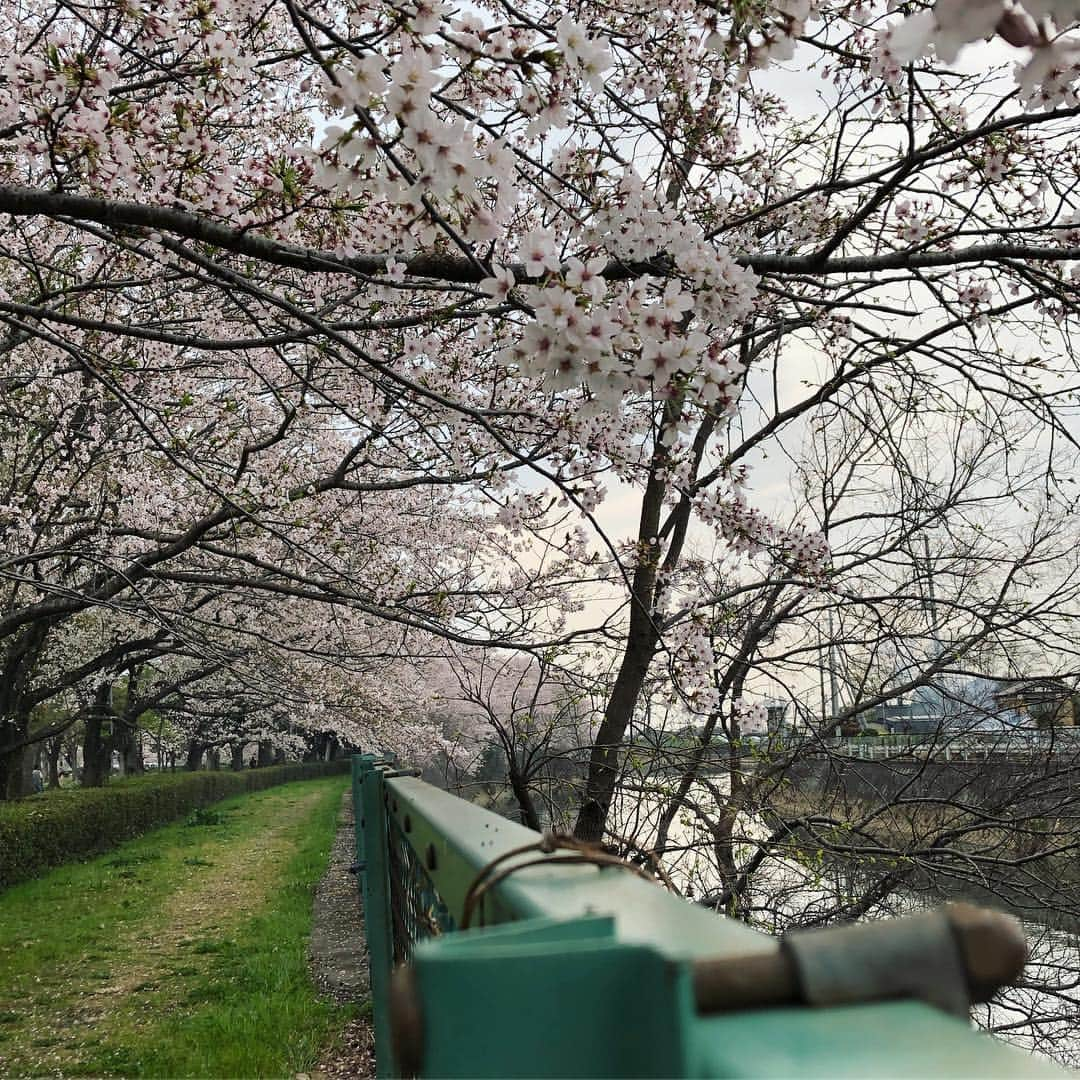 津野直哉のインスタグラム：「撮影がてら、写真撮ってきた。 すっかり春だ🌸 時間あったらミラーレスで写真撮りまくりてぇもんだ。」