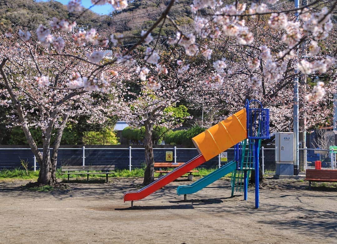 葉山町さんのインスタグラム写真 - (葉山町Instagram)「- 桜を見て思い出す曲で年代わかる説  #葉山歩き #葉山 #hayama #堀内児童遊園 #公園 #桜 #満開 #お花見 #park #sakura #ohanami #japantrip #週末 #ソメイヨシノ 満開になりました #みんなはどっかでお花見した？ #花より団子 な気持ちもあるけど #やっぱりお花は癒される  BGMは #さくら #ケツメイシ #今日もおつかれさまでした  #明日からもまた頑張れそうです」4月7日 18時21分 - hayama_official