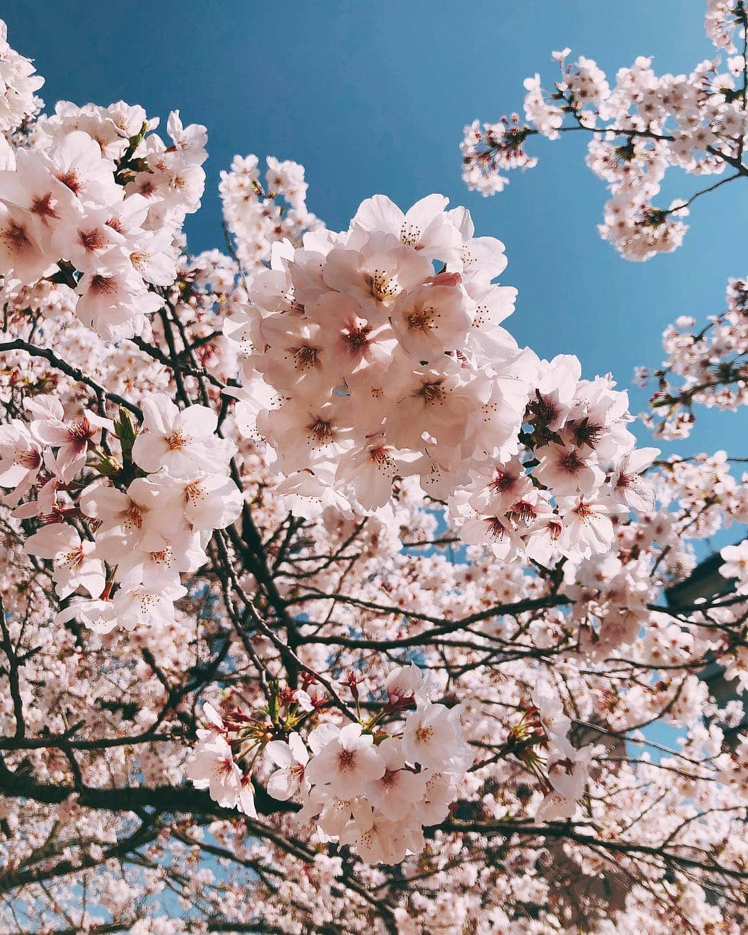 水埜帆乃香さんのインスタグラム写真 - (水埜帆乃香Instagram)「春色  #spring #桜 #お花見 #🌸」4月7日 18時33分 - honoka_0901