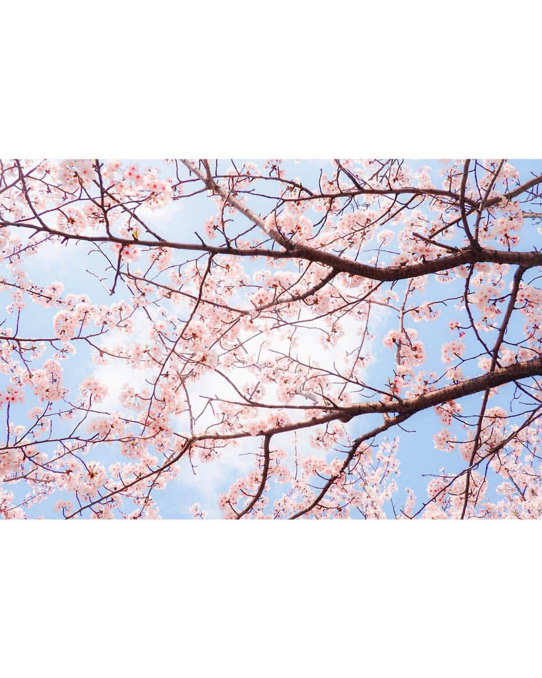 土屋香織さんのインスタグラム写真 - (土屋香織Instagram)「🌸🌸🌸 . 日本人でよかったと思うひととき。 . . . #SAKURA #桜 #さくら .」4月7日 18時28分 - kaorintsuchiya