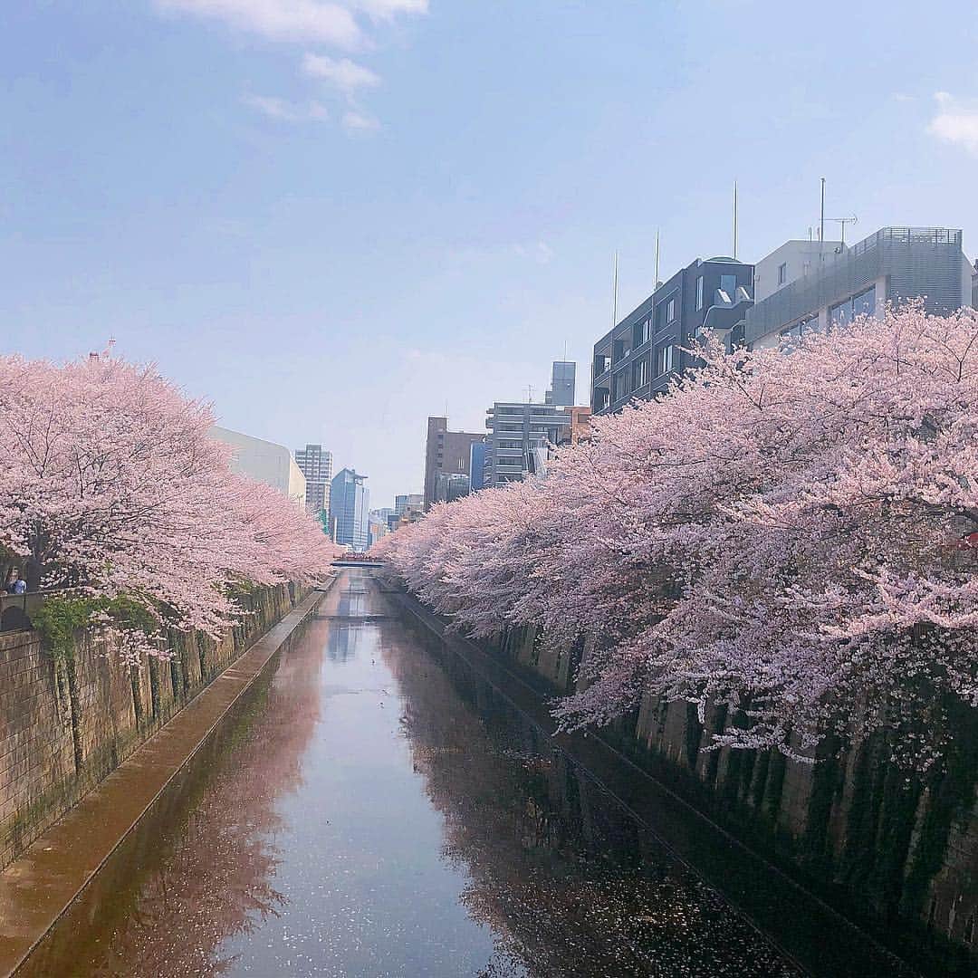 木村愛里さんのインスタグラム写真 - (木村愛里Instagram)「⋆ 東京🗼 目黒川。 ㅤㅤㅤㅤㅤㅤㅤㅤㅤㅤㅤㅤㅤ もんのすごく 桜がキレイだった🌸 ㅤㅤㅤㅤㅤㅤㅤㅤㅤㅤㅤㅤㅤ ㅤㅤㅤㅤㅤㅤㅤㅤㅤㅤㅤㅤㅤ ㅤㅤㅤㅤㅤㅤㅤㅤㅤㅤㅤㅤㅤ #東京 #目黒川の桜  #すごい提灯みつけた #北海道はもうちょっと #今年は2度楽しめる #わくわく #桜 #🌸 #tokyo #sakura」4月7日 18時29分 - airi_official