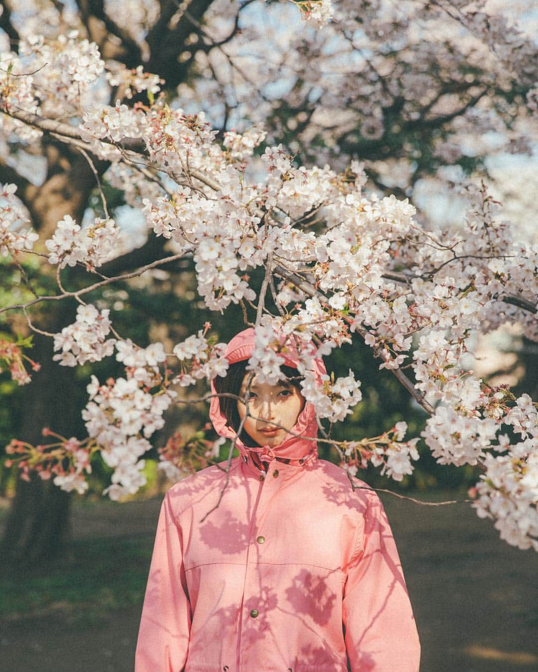 佐藤さきさんのインスタグラム写真 - (佐藤さきInstagram)「桜っていいですね🌸」4月7日 18時31分 - sakisato29