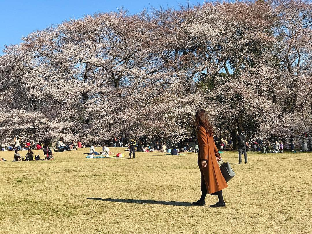 Mai Yamadaさんのインスタグラム写真 - (Mai YamadaInstagram)「今年もう一回くらい私もお花見行きたかったなぁ… 桜ってなんでこんなに魅力的なんだろう🤔 . 今日もお疲れ様でした。 . #お花見#桜#春#そろそろ今年も見納めかな#四季#花 この日は寒かったので服装は#冬 #お出かけ#散歩#公園 #cherryblossom#spring#culture#niceview」4月7日 18時41分 - yamadamai_719