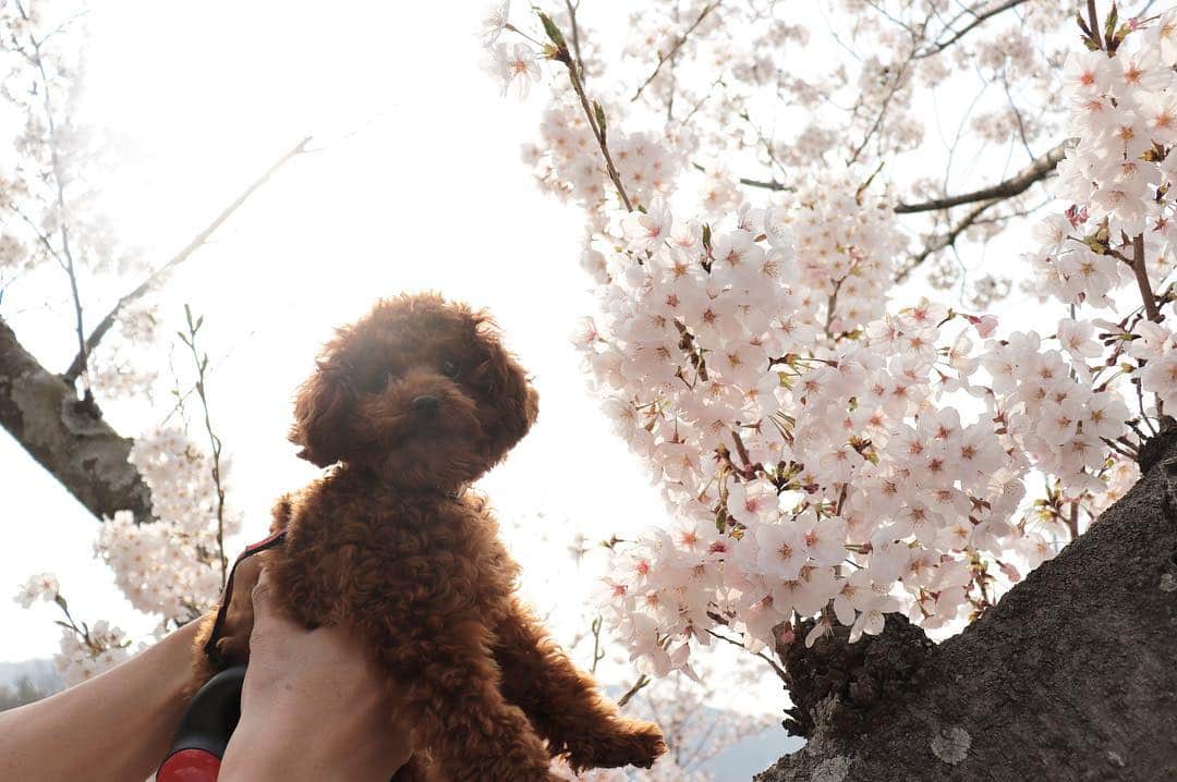 竹山佳林さんのインスタグラム写真 - (竹山佳林Instagram)「今日はいい天気だったのでお花見散歩🌸🐶 #春 #桜 #お花見 #散歩 #良い天気 #暖かい」4月7日 18時42分 - karin.takeyama
