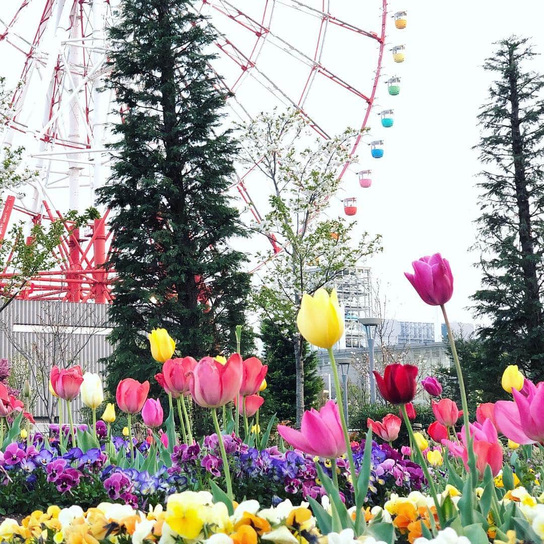 run+さんのインスタグラム写真 - (run+Instagram)「モータースポーツジャパンからの #チューリップ #お花見 ・ #日本の春 堪りませんな ・ #🌷 #お台場 #Japan #spring #春 #春色 #春の色 #spring #春の景色 #花のある時間 #季節の楽しみ ・ #dayscolor」4月7日 18時42分 - runplus