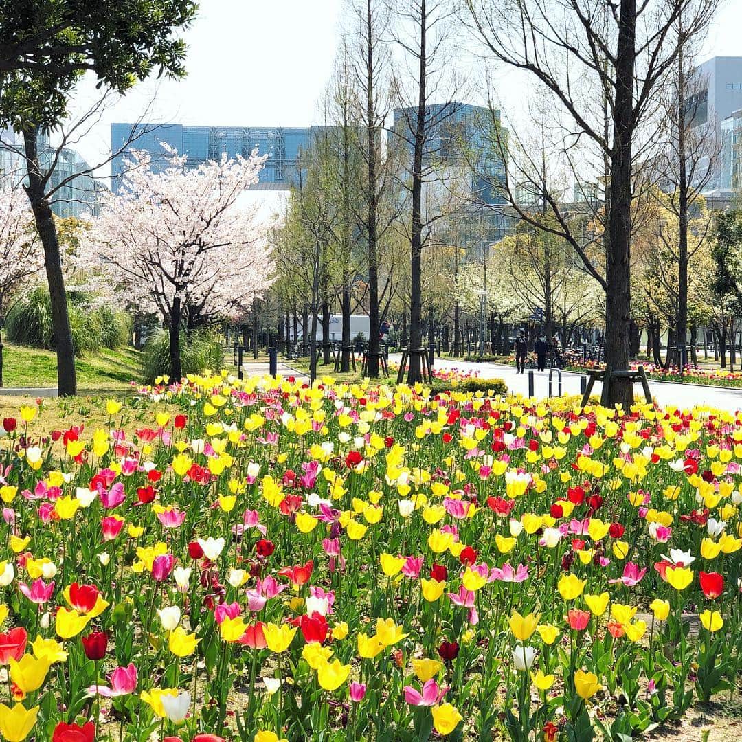 run+さんのインスタグラム写真 - (run+Instagram)「モータースポーツジャパンからの #チューリップ #お花見 ・ #日本の春 堪りませんな ・ #🌷 #お台場 #Japan #spring #春 #春色 #春の色 #spring #春の景色 #花のある時間 #季節の楽しみ ・ #dayscolor」4月7日 18時42分 - runplus