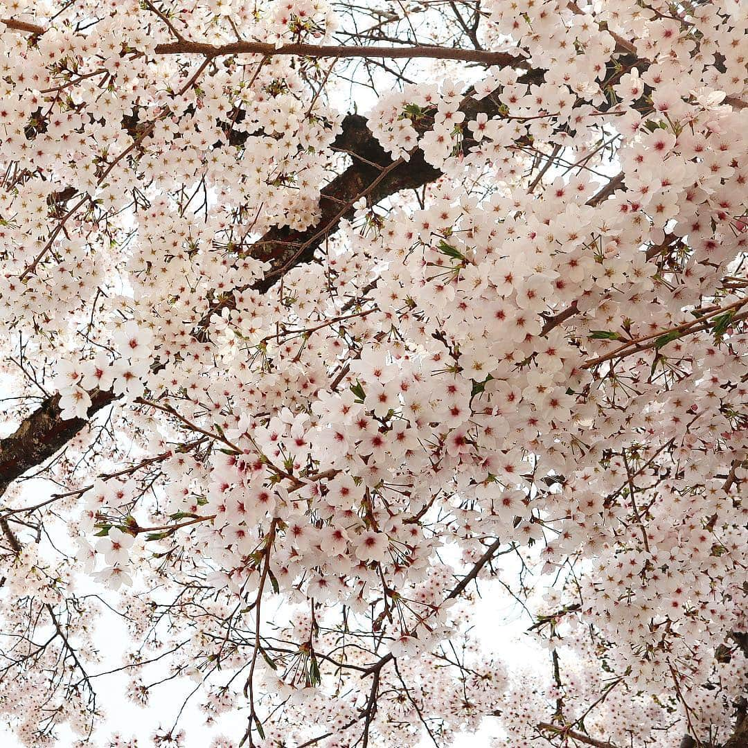 正中雅子さんのインスタグラム写真 - (正中雅子Instagram)「ぷりぷり満開🌸🌸🌸 * 今日も家族でお花見🌸 * ドライブしているだけでもこんなに日本には桜が沢山あるんだなーって思う☺️ * ほんとに綺麗なピンクで季節柄か希望に満ちた気持ちになりますね🇯🇵 * そんなふうに思うのもこの歳になってからかな🌸 * #桜」4月7日 18時34分 - masacoshonaka