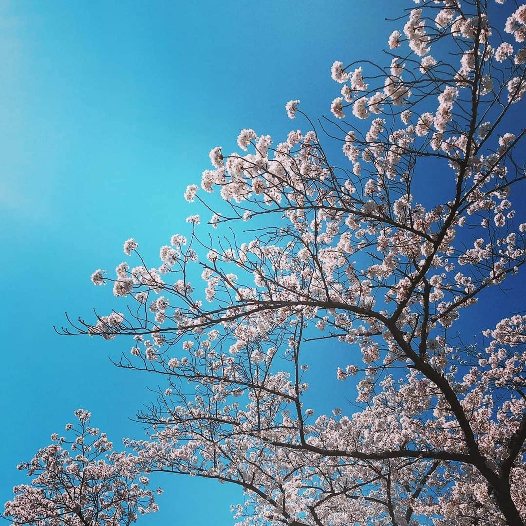 土屋太鳳さんのインスタグラム写真 - (土屋太鳳Instagram)「桜の季節の日曜日、 お元気でしたか？ 「咲き誇る」って こういうことを言うんだな…と 今日の桜を観ていると、思います。 でも実は満開って、 八分咲きの状態を言うのだそうです💡 知らなかった…  最近知らないことに気がつくことが すっごく多くて。 想いがあるうちに 勉強しとこうと思うけど それもなかなか出来なくて💦 だけど周りに物知りな人も多いので、 会話の中から少しずつでも いろんなことを覚えたり 知っていけたらなと思います😊  バラエティ番組に参加する時も 初めて知ることがすごく多くて 勉強になるのですが、 これからの、よる７時から 日本テレビ系列で放送される 「DASHでイッテQ!行列のできるしゃべくり 日テレ系人気番組No.１決定戦２０１９」の 収録でも 本当にいろんなことを知りました💡 「ザ！鉄腕！DASH!!」といえば 小学生の頃から ずっとずっと拝見してきた番組。 観て楽しむだけじゃなく 夏休みの宿題のテーマの 参考にしたりもしてたなぁ… こういった特番としての形で 参加させていただける日が来るとは 思ってもなかったので ものすごく感動したし 気合いも入れました🔥🔥🔥 ぜひぜひぜひ、春の夜、 一緒に楽しんでいただけたら嬉しいです😊✨✨ #日本テレビ  #ザ鉄腕dash #ぐるぐるナインティナイン #ぐるナイ #ゴチ」4月7日 18時40分 - taotsuchiya_official