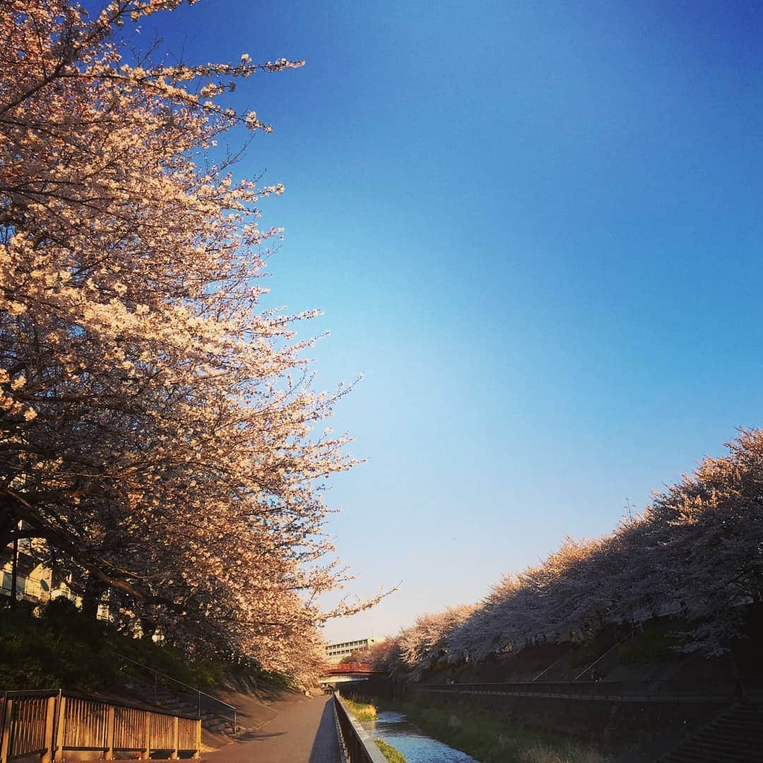 土屋太鳳さんのインスタグラム写真 - (土屋太鳳Instagram)「桜の季節の日曜日、 お元気でしたか？ 「咲き誇る」って こういうことを言うんだな…と 今日の桜を観ていると、思います。 でも実は満開って、 八分咲きの状態を言うのだそうです💡 知らなかった…  最近知らないことに気がつくことが すっごく多くて。 想いがあるうちに 勉強しとこうと思うけど それもなかなか出来なくて💦 だけど周りに物知りな人も多いので、 会話の中から少しずつでも いろんなことを覚えたり 知っていけたらなと思います😊  バラエティ番組に参加する時も 初めて知ることがすごく多くて 勉強になるのですが、 これからの、よる７時から 日本テレビ系列で放送される 「DASHでイッテQ!行列のできるしゃべくり 日テレ系人気番組No.１決定戦２０１９」の 収録でも 本当にいろんなことを知りました💡 「ザ！鉄腕！DASH!!」といえば 小学生の頃から ずっとずっと拝見してきた番組。 観て楽しむだけじゃなく 夏休みの宿題のテーマの 参考にしたりもしてたなぁ… こういった特番としての形で 参加させていただける日が来るとは 思ってもなかったので ものすごく感動したし 気合いも入れました🔥🔥🔥 ぜひぜひぜひ、春の夜、 一緒に楽しんでいただけたら嬉しいです😊✨✨ #日本テレビ  #ザ鉄腕dash #ぐるぐるナインティナイン #ぐるナイ #ゴチ」4月7日 18時40分 - taotsuchiya_official