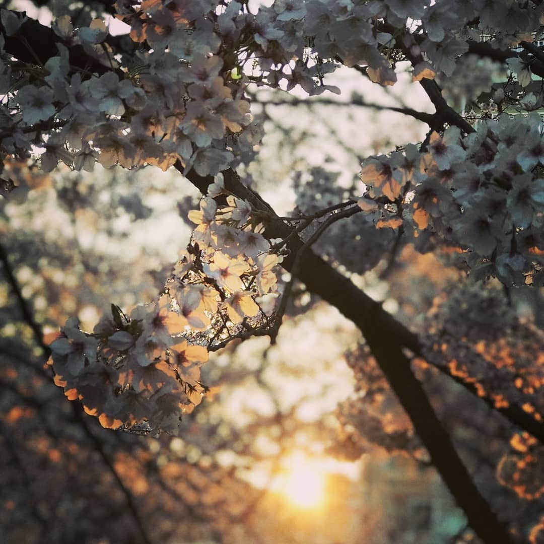 土屋太鳳さんのインスタグラム写真 - (土屋太鳳Instagram)「桜の季節の日曜日、 お元気でしたか？ 「咲き誇る」って こういうことを言うんだな…と 今日の桜を観ていると、思います。 でも実は満開って、 八分咲きの状態を言うのだそうです💡 知らなかった…  最近知らないことに気がつくことが すっごく多くて。 想いがあるうちに 勉強しとこうと思うけど それもなかなか出来なくて💦 だけど周りに物知りな人も多いので、 会話の中から少しずつでも いろんなことを覚えたり 知っていけたらなと思います😊  バラエティ番組に参加する時も 初めて知ることがすごく多くて 勉強になるのですが、 これからの、よる７時から 日本テレビ系列で放送される 「DASHでイッテQ!行列のできるしゃべくり 日テレ系人気番組No.１決定戦２０１９」の 収録でも 本当にいろんなことを知りました💡 「ザ！鉄腕！DASH!!」といえば 小学生の頃から ずっとずっと拝見してきた番組。 観て楽しむだけじゃなく 夏休みの宿題のテーマの 参考にしたりもしてたなぁ… こういった特番としての形で 参加させていただける日が来るとは 思ってもなかったので ものすごく感動したし 気合いも入れました🔥🔥🔥 ぜひぜひぜひ、春の夜、 一緒に楽しんでいただけたら嬉しいです😊✨✨ #日本テレビ  #ザ鉄腕dash #ぐるぐるナインティナイン #ぐるナイ #ゴチ」4月7日 18時40分 - taotsuchiya_official