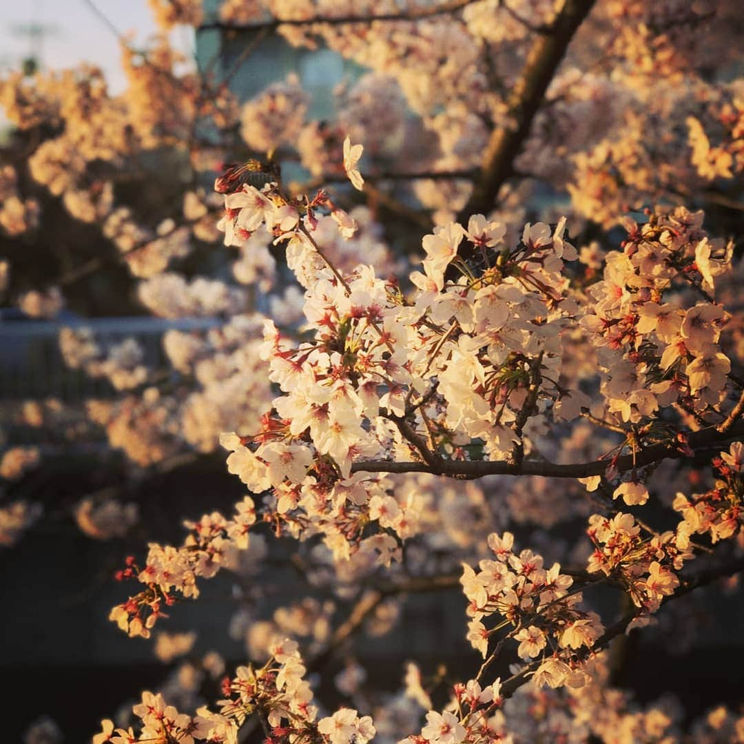 土屋太鳳さんのインスタグラム写真 - (土屋太鳳Instagram)「桜の季節の日曜日、 お元気でしたか？ 「咲き誇る」って こういうことを言うんだな…と 今日の桜を観ていると、思います。 でも実は満開って、 八分咲きの状態を言うのだそうです💡 知らなかった…  最近知らないことに気がつくことが すっごく多くて。 想いがあるうちに 勉強しとこうと思うけど それもなかなか出来なくて💦 だけど周りに物知りな人も多いので、 会話の中から少しずつでも いろんなことを覚えたり 知っていけたらなと思います😊  バラエティ番組に参加する時も 初めて知ることがすごく多くて 勉強になるのですが、 これからの、よる７時から 日本テレビ系列で放送される 「DASHでイッテQ!行列のできるしゃべくり 日テレ系人気番組No.１決定戦２０１９」の 収録でも 本当にいろんなことを知りました💡 「ザ！鉄腕！DASH!!」といえば 小学生の頃から ずっとずっと拝見してきた番組。 観て楽しむだけじゃなく 夏休みの宿題のテーマの 参考にしたりもしてたなぁ… こういった特番としての形で 参加させていただける日が来るとは 思ってもなかったので ものすごく感動したし 気合いも入れました🔥🔥🔥 ぜひぜひぜひ、春の夜、 一緒に楽しんでいただけたら嬉しいです😊✨✨ #日本テレビ  #ザ鉄腕dash #ぐるぐるナインティナイン #ぐるナイ #ゴチ」4月7日 18時40分 - taotsuchiya_official