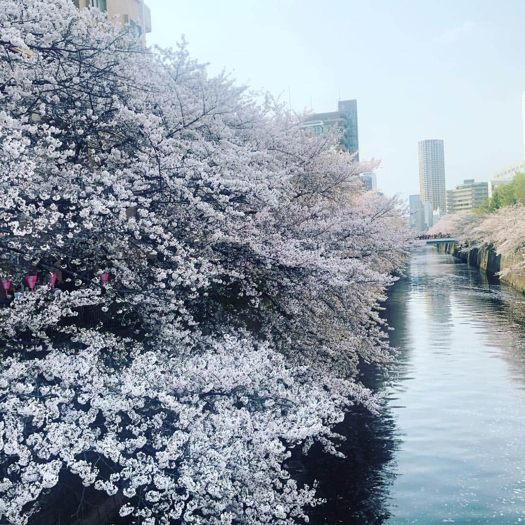 八幡愛さんのインスタグラム写真 - (八幡愛Instagram)「目黒川のお花見に中学からのお友達麗ちゃんに連れていってもらった🌸 彼女は会うたびにファッション違うくて今日は革ジャンにワイドパンツでロッカーみたいだった👩🏻‍🎤 私は愛も変わらず酒くさかった。 アパレルの企画やってるっていうから、おしゃれになりたいんだけどっていうダサい相談をしました。 答えは出ませんでした。  #後妻業のドラマみて私を心配したらしい」4月7日 18時40分 - aiainstein