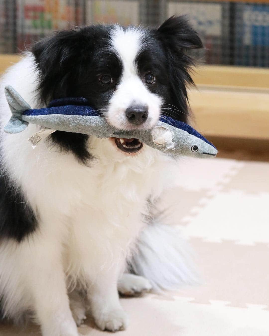 犬バカ部宣伝部長さんのインスタグラム写真 - (犬バカ部宣伝部長Instagram)「🐟Holed fish toy🐟🤣﻿ ﻿ そらちゃんオモチャ投げて投げて！するだけで基本的にガシガシしないからオモチャ長持ちする方なんだよね🥺なんて飼い主想い🤣﻿ ﻿ さすが横浜！ベイスターズの服来た人がたくさんいる🥺💕﻿ ﻿ #犬バカ部﻿ #bordercollie﻿ #ボーダーコリー」4月7日 18時45分 - umetaturou